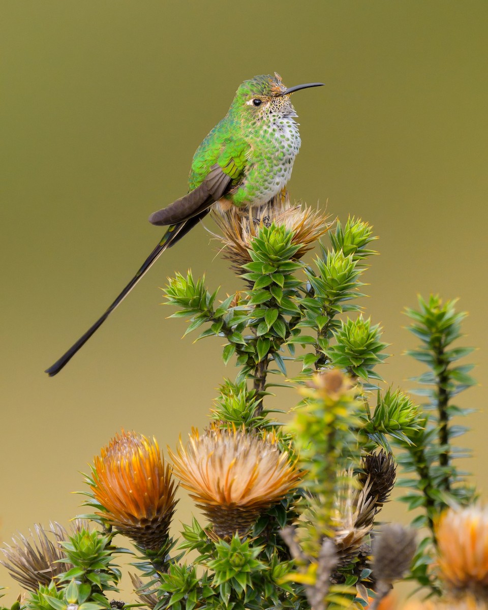 Black-tailed Trainbearer - ML642951103