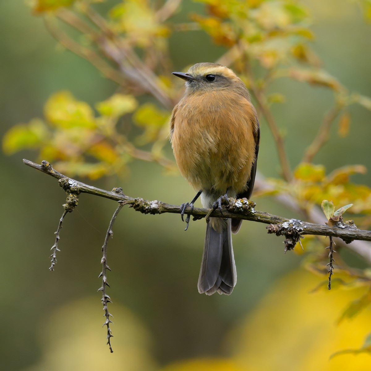 Brown-backed Chat-Tyrant - ML642951106
