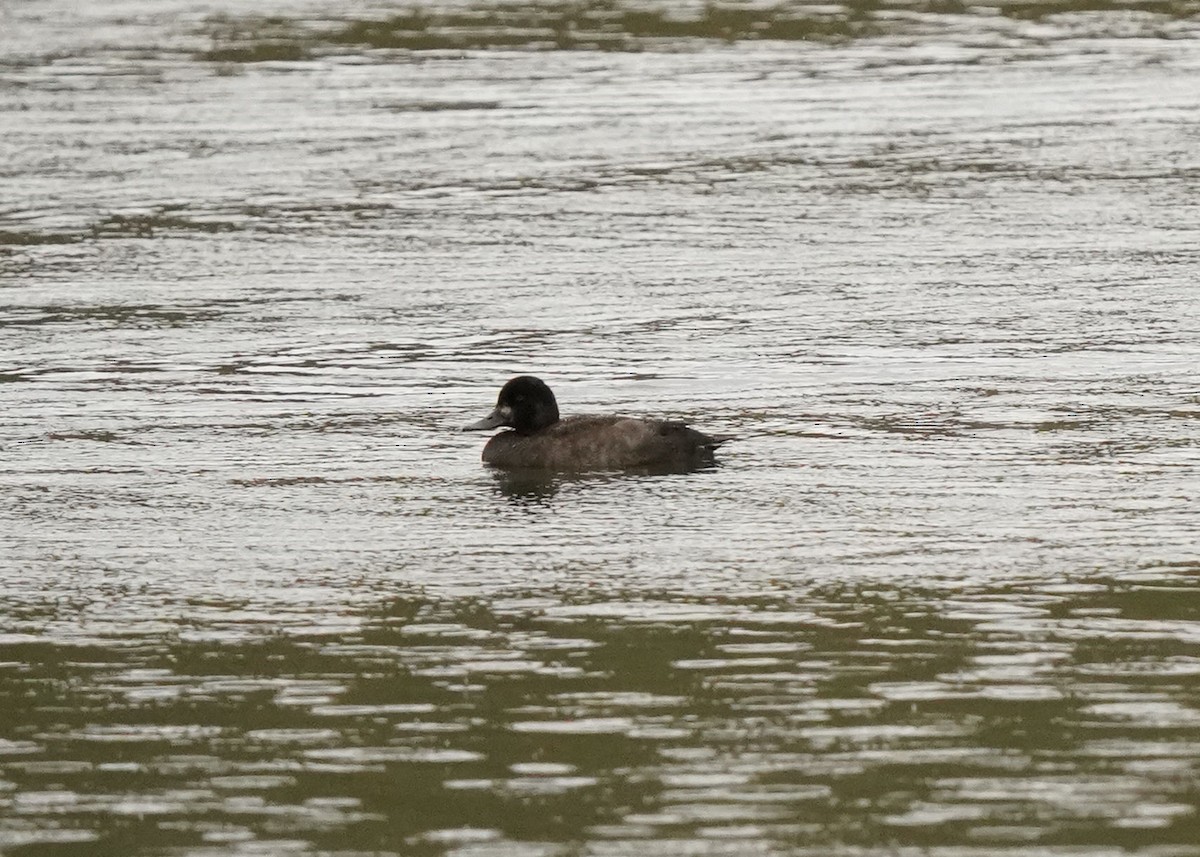 Lesser Scaup - ML642951116
