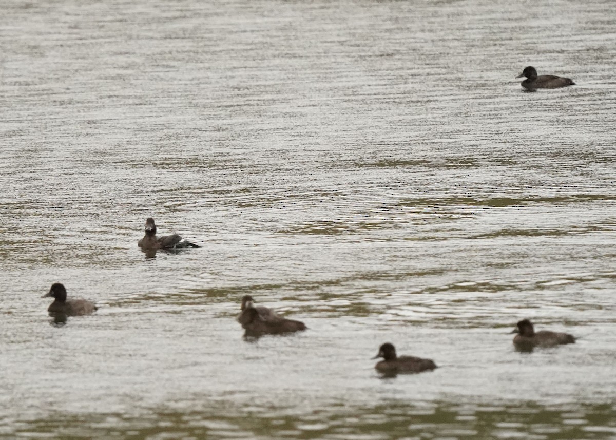 Lesser Scaup - ML642951118
