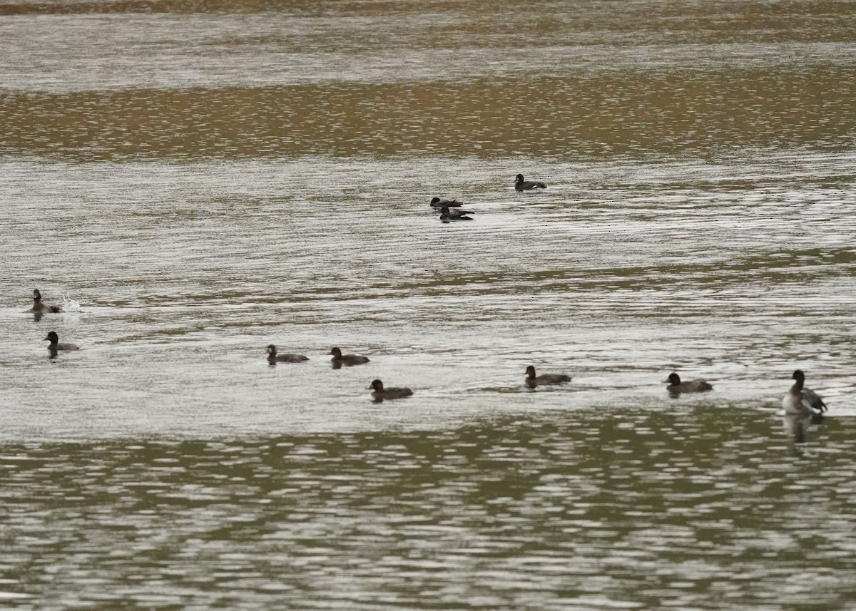 Lesser Scaup - ML642951119
