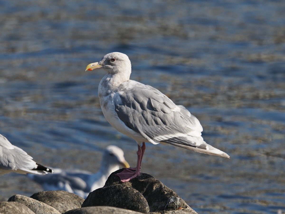 Glaucous-winged Gull - ML642951131