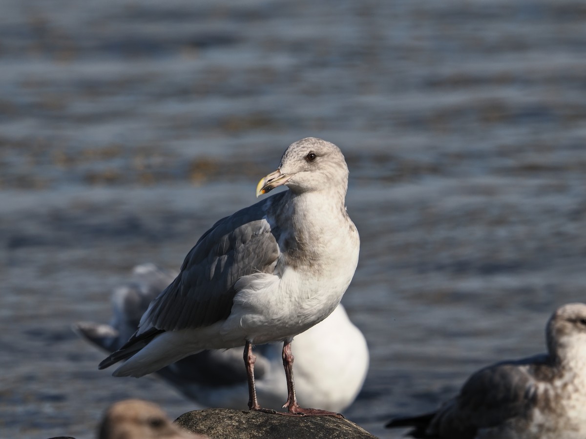 California Gull - ML642951135