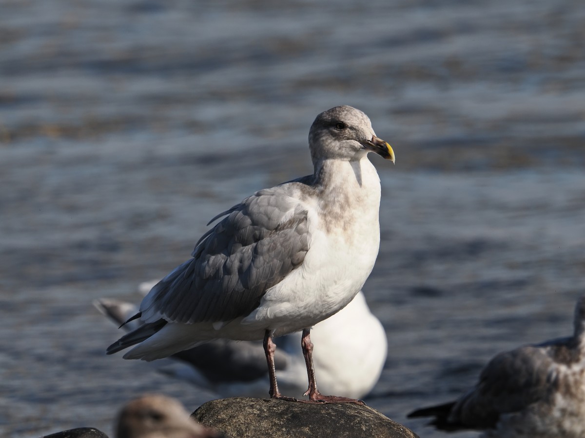 California Gull - ML642951136