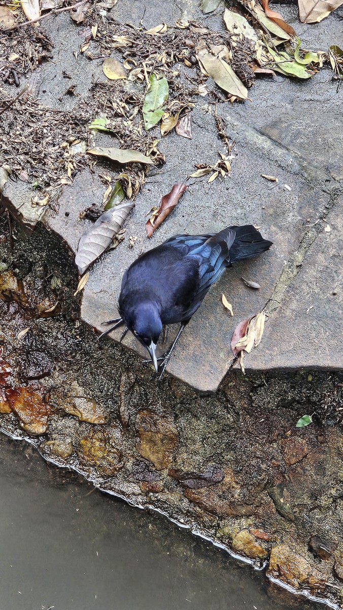 Carib Grackle - ML642951139