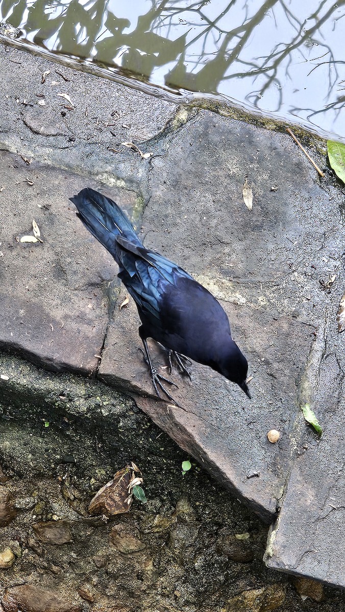 Carib Grackle - ML642951140