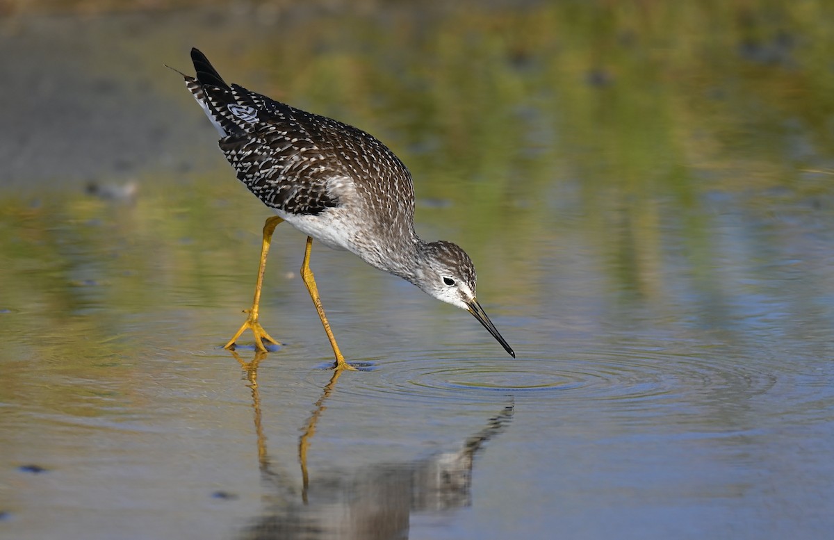 Greater Yellowlegs - ML642951141