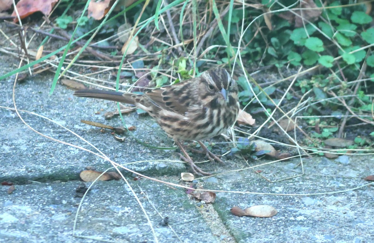 Song Sparrow - ML642951150
