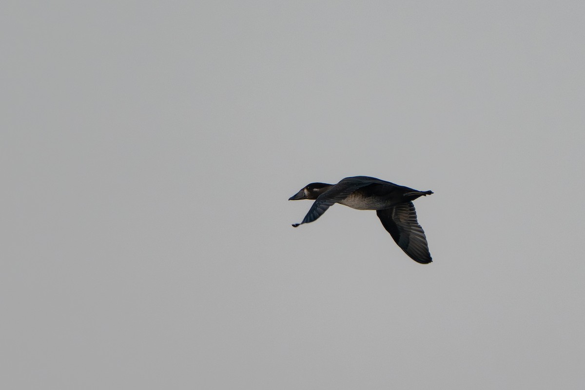 Surf Scoter - ML642951151