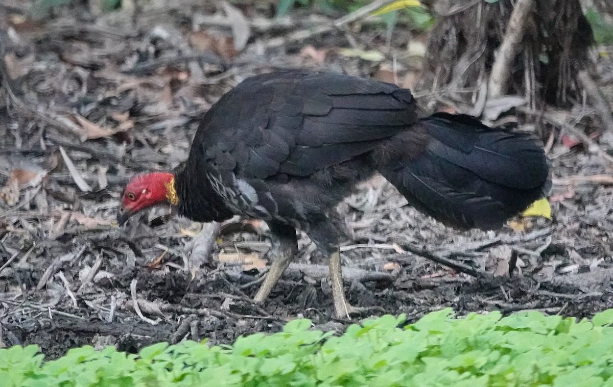 Australian Brushturkey - ML642951158