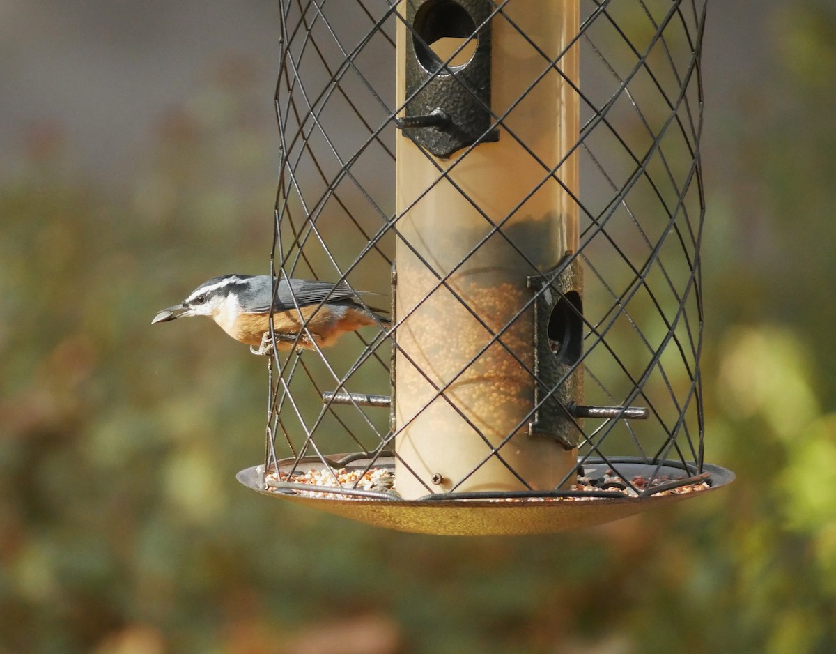 Red-breasted Nuthatch - ML642951160
