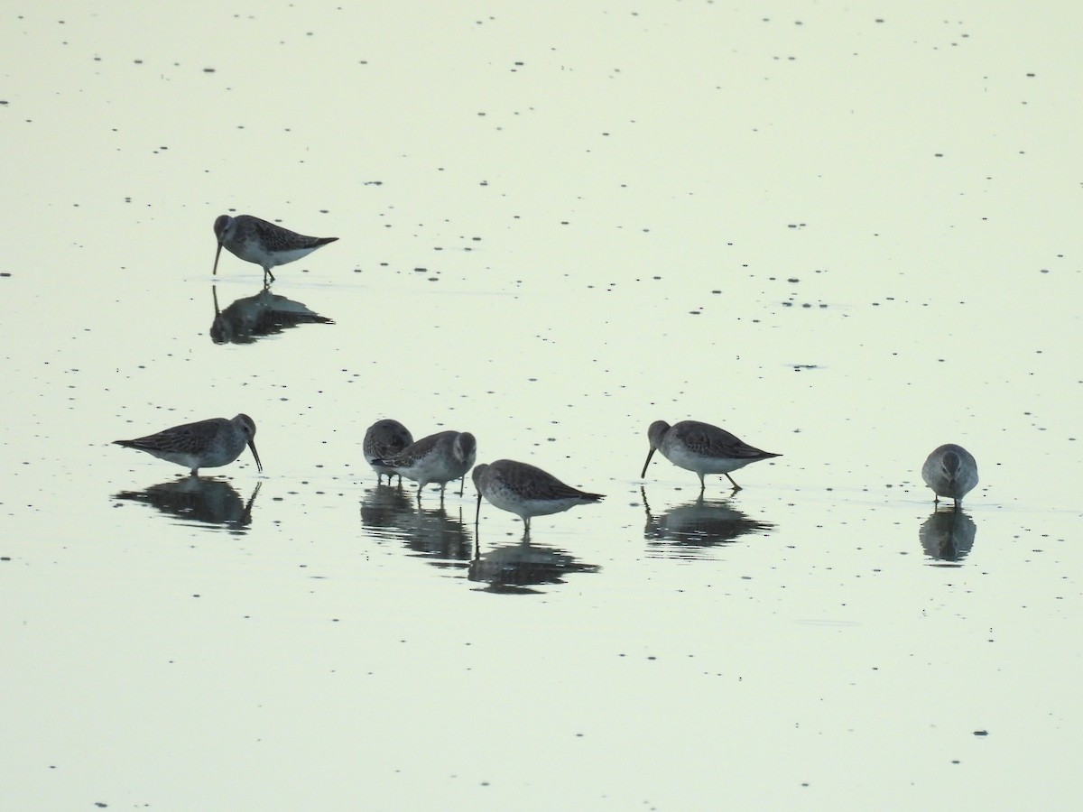 Stilt Sandpiper - ML642951165