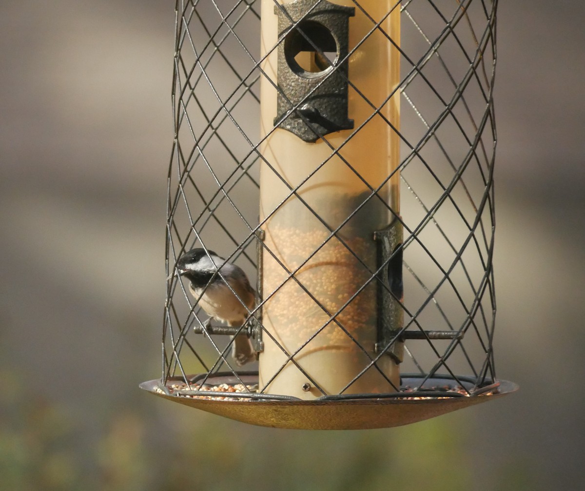 Black-capped Chickadee - ML642951167