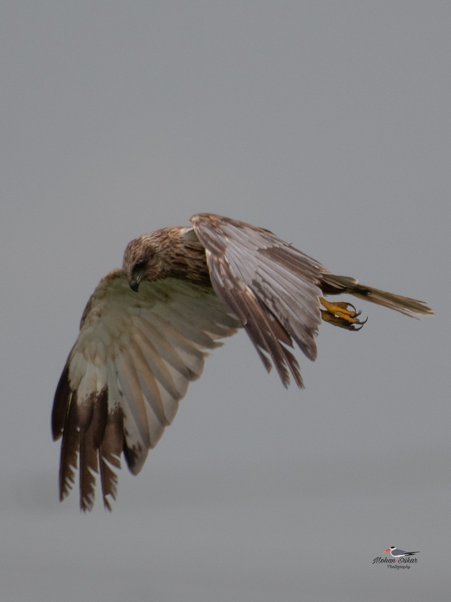 Намгийн хулд - ML642951191