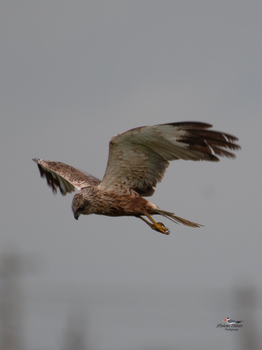 Намгийн хулд - ML642951192