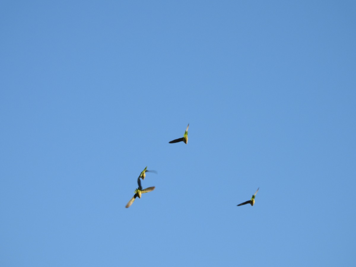 Monk Parakeet - ML642951196