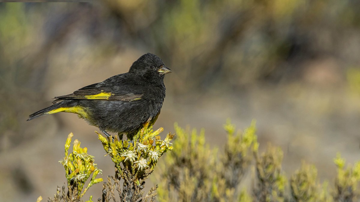 Black Siskin - ML642951198