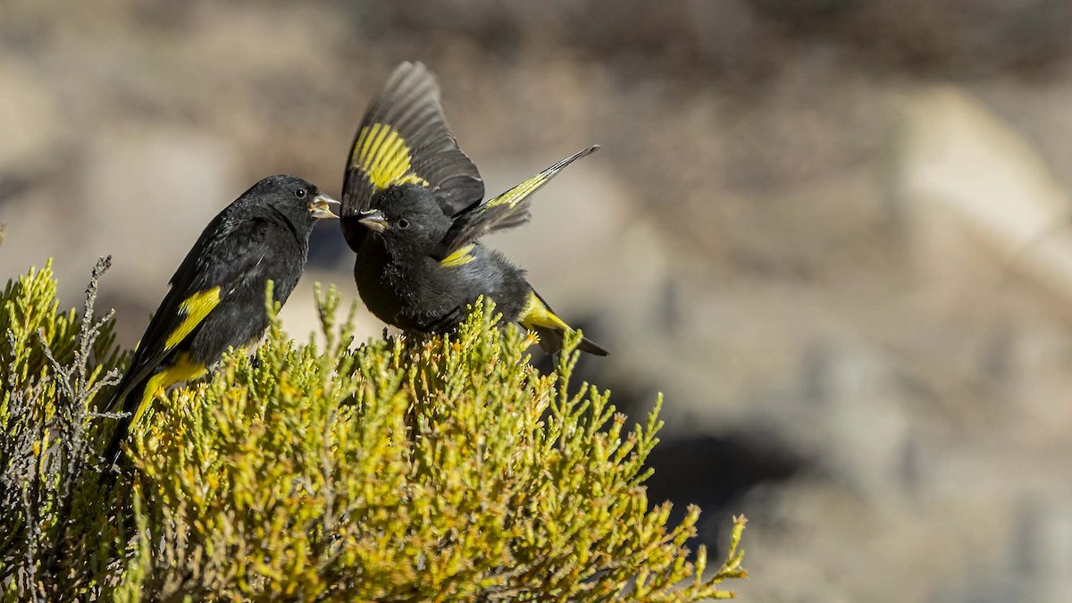 Black Siskin - ML642951199