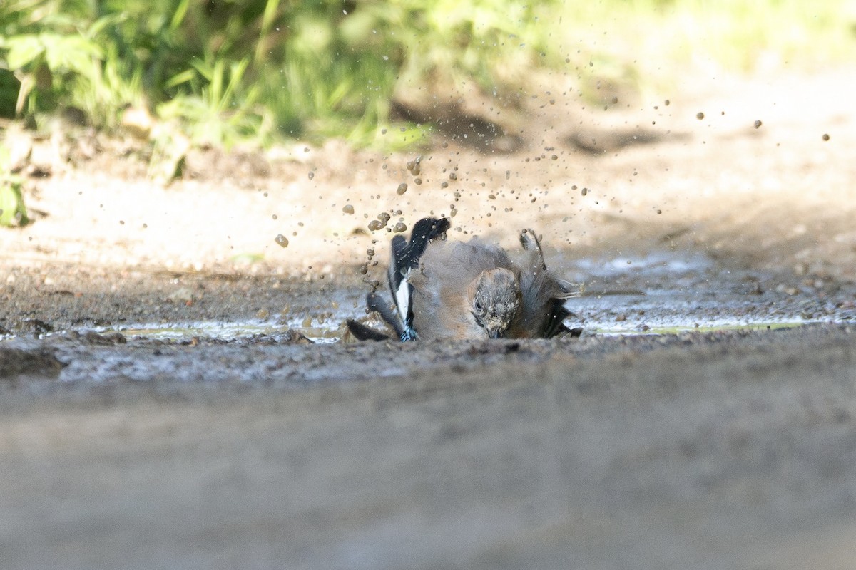 Eurasian Jay - ML642951209