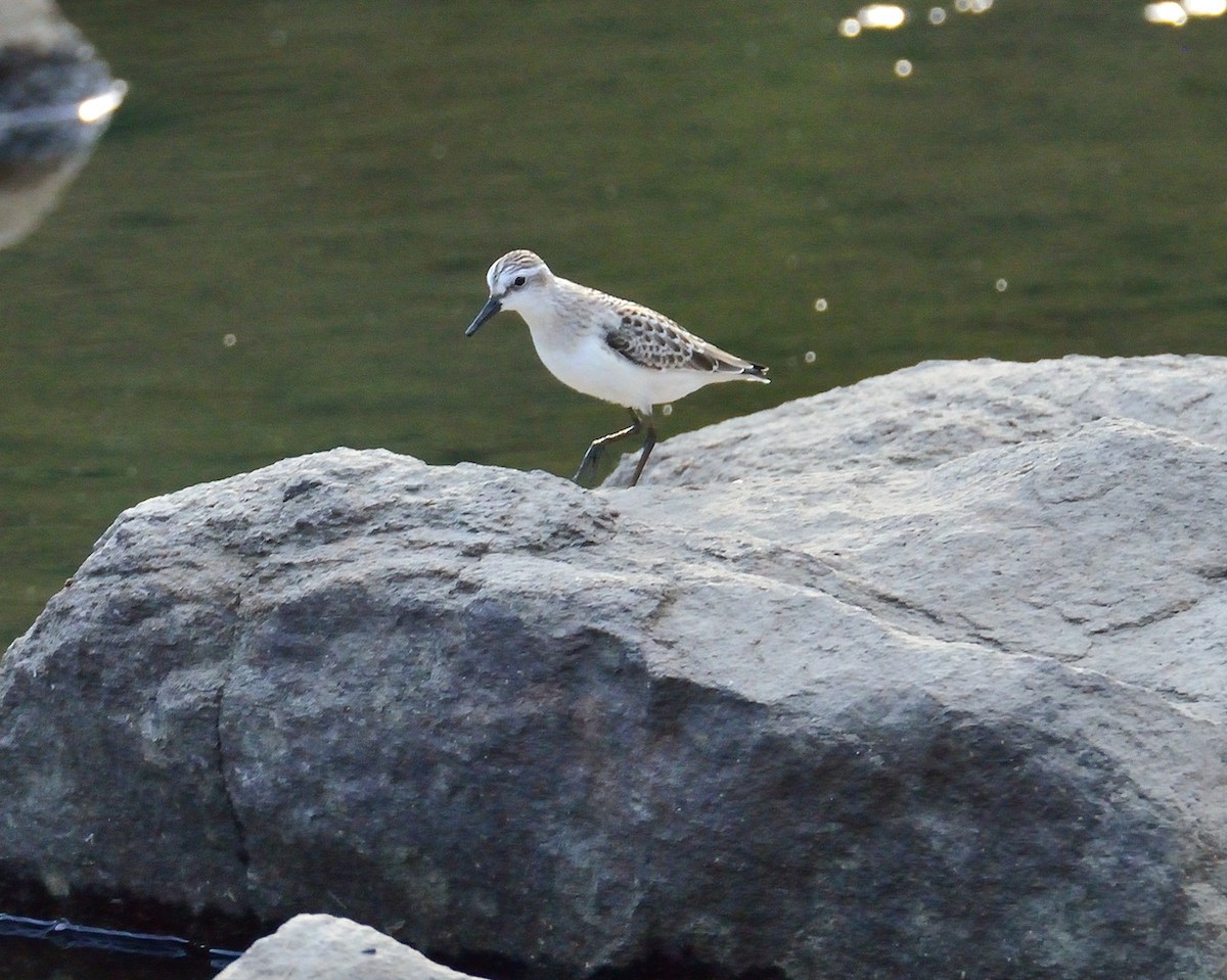 Semipalmated Sandpiper - Dorrie Holmes