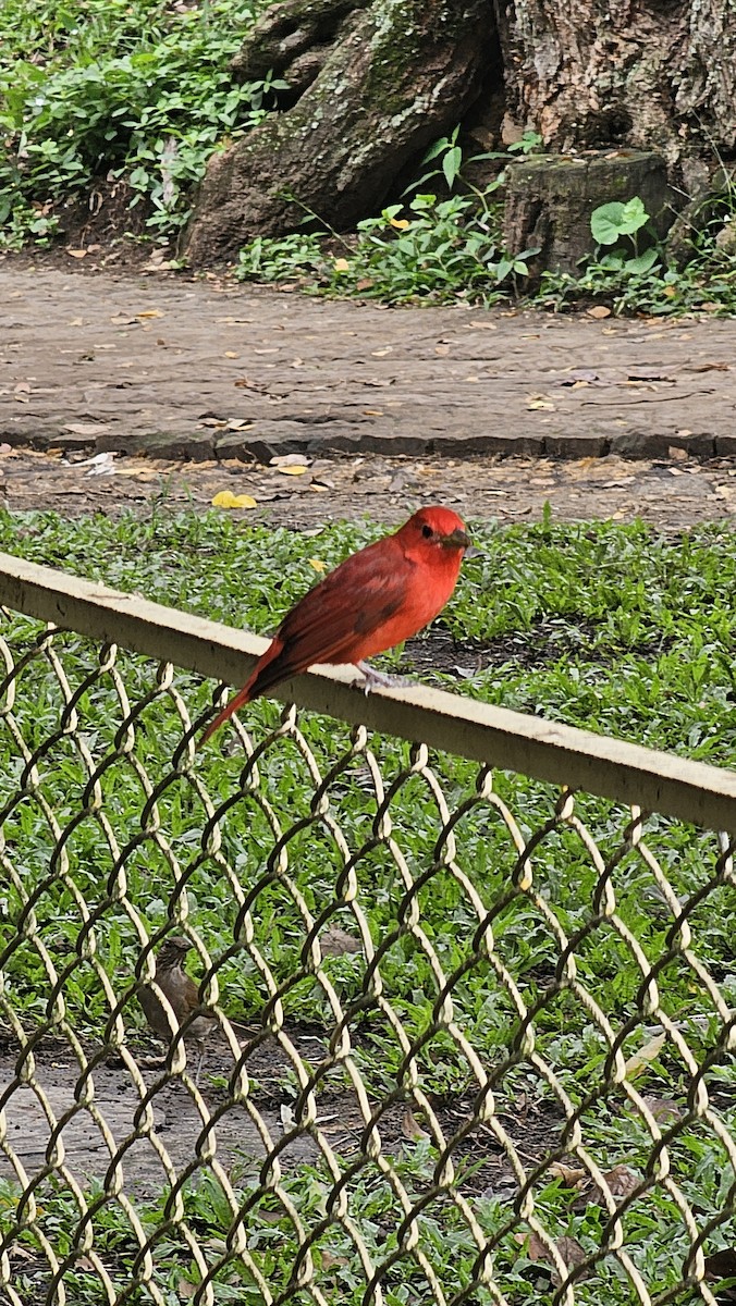 Summer Tanager - ML642951216