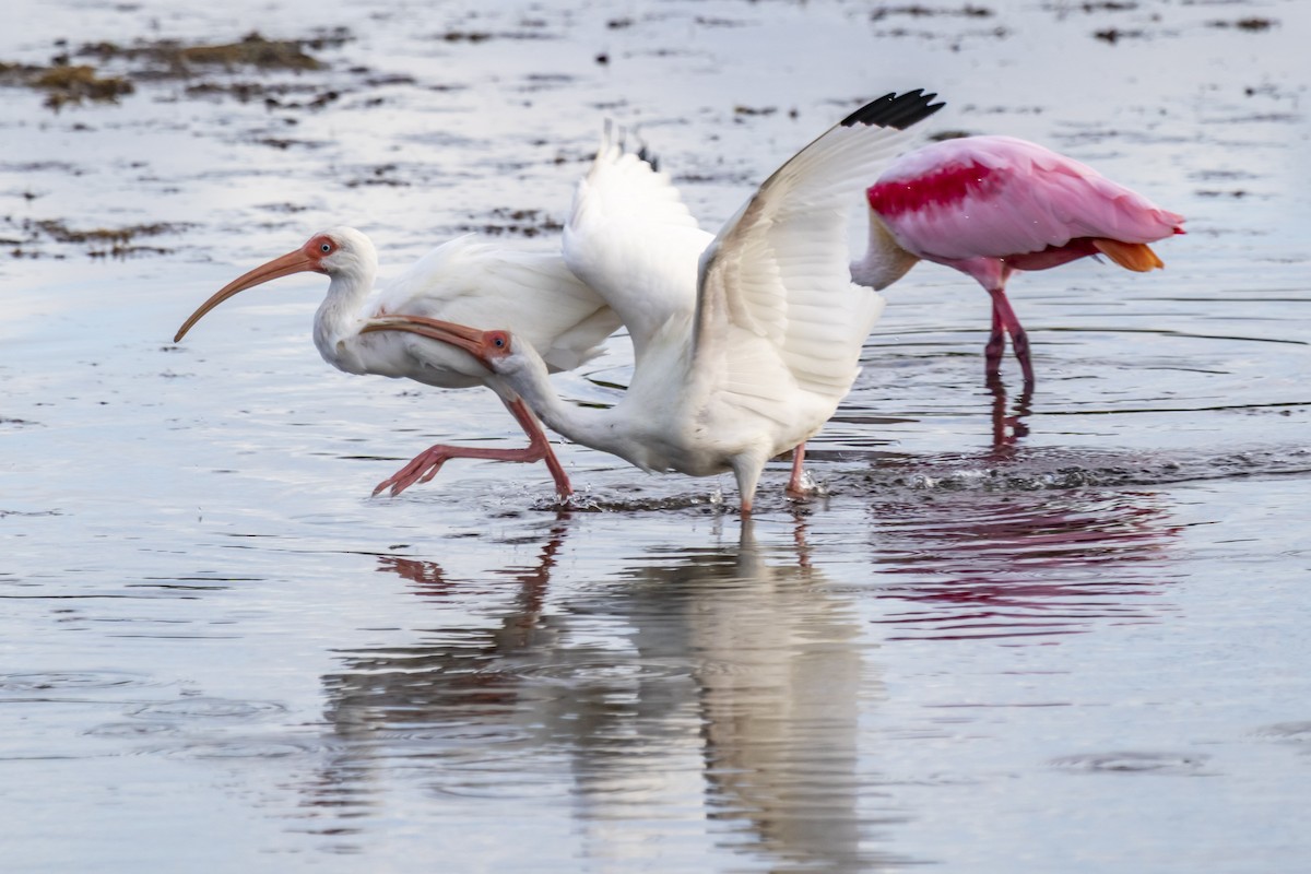 White Ibis - ML642951218