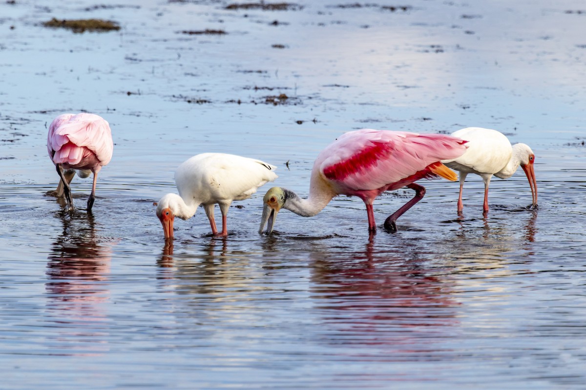 Roseate Spoonbill - ML642951230