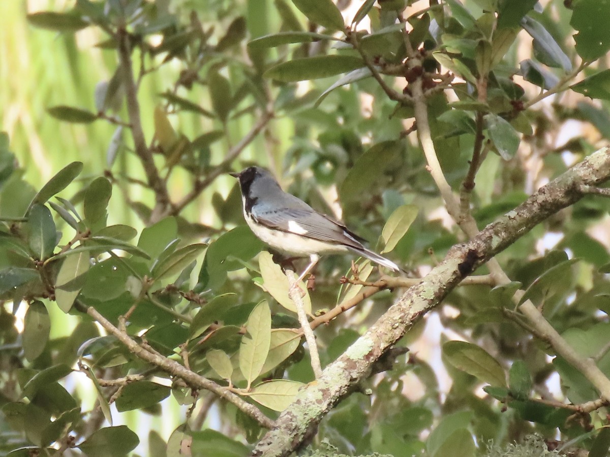 Black-throated Blue Warbler - ML642951233