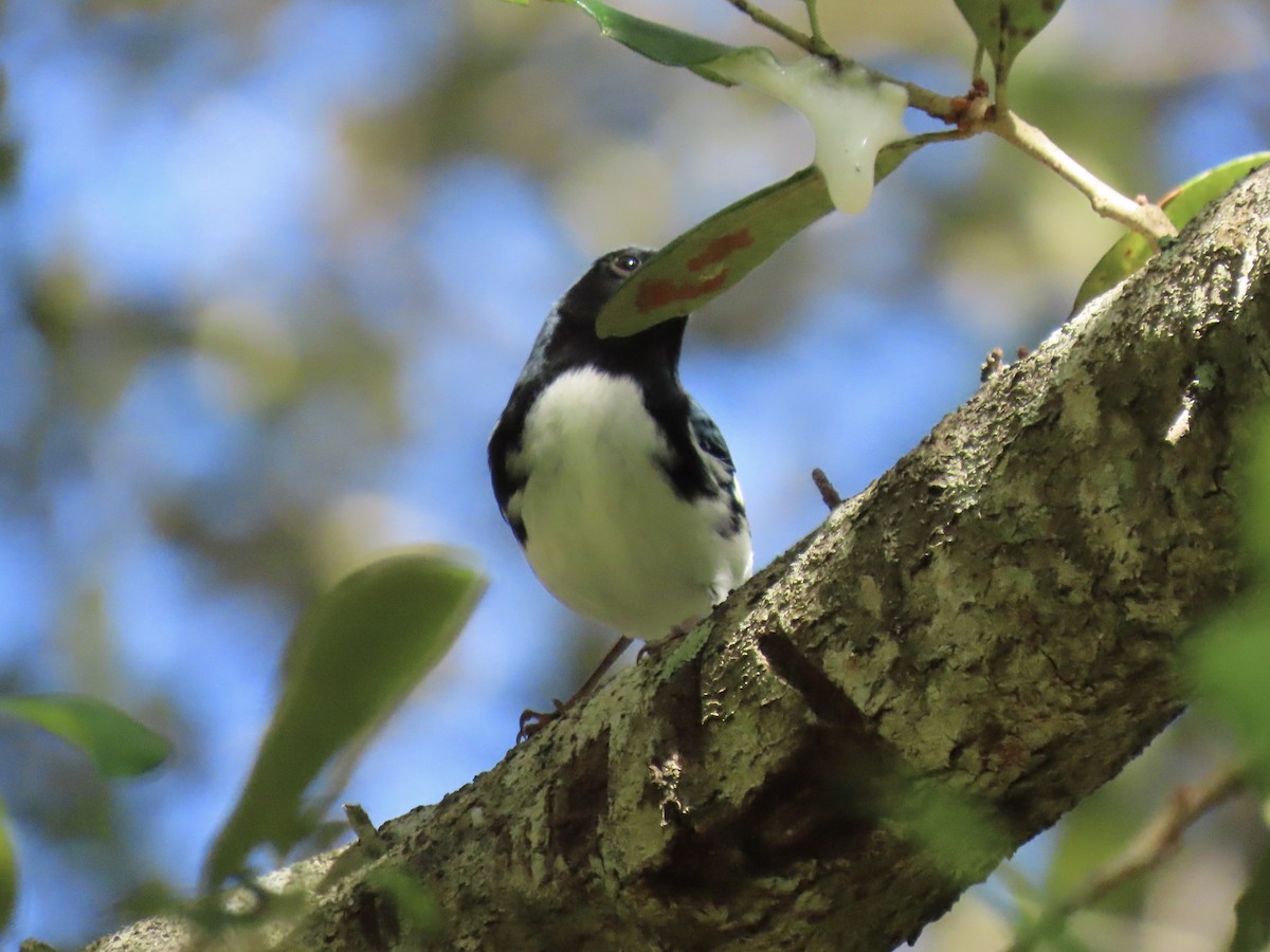 Black-throated Blue Warbler - ML642951234