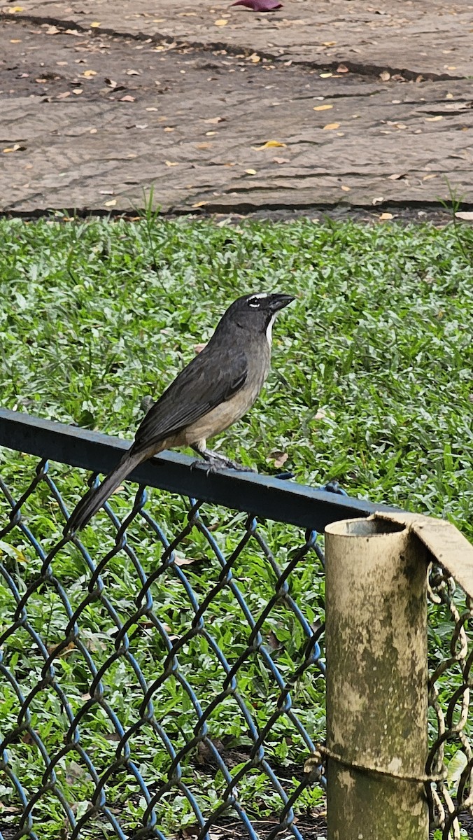 Olive-gray Saltator - ML642951245