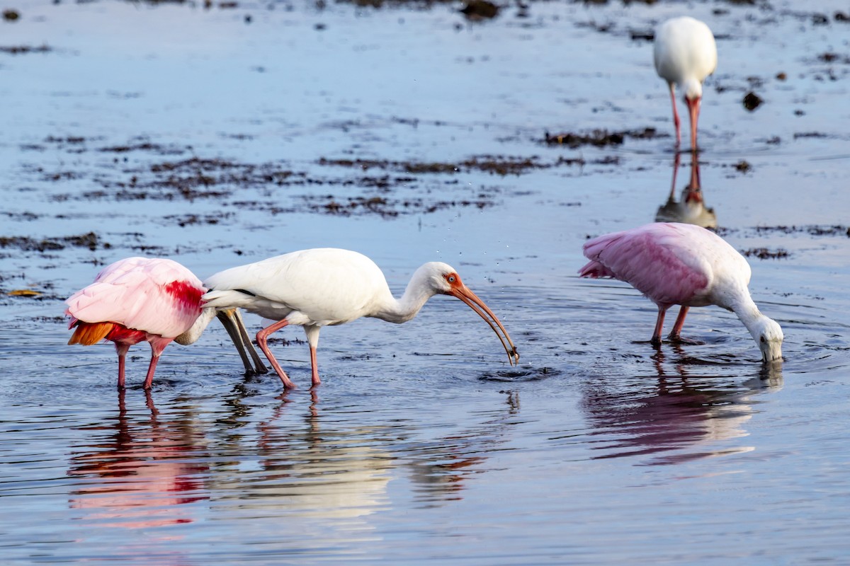 White Ibis - ML642951247