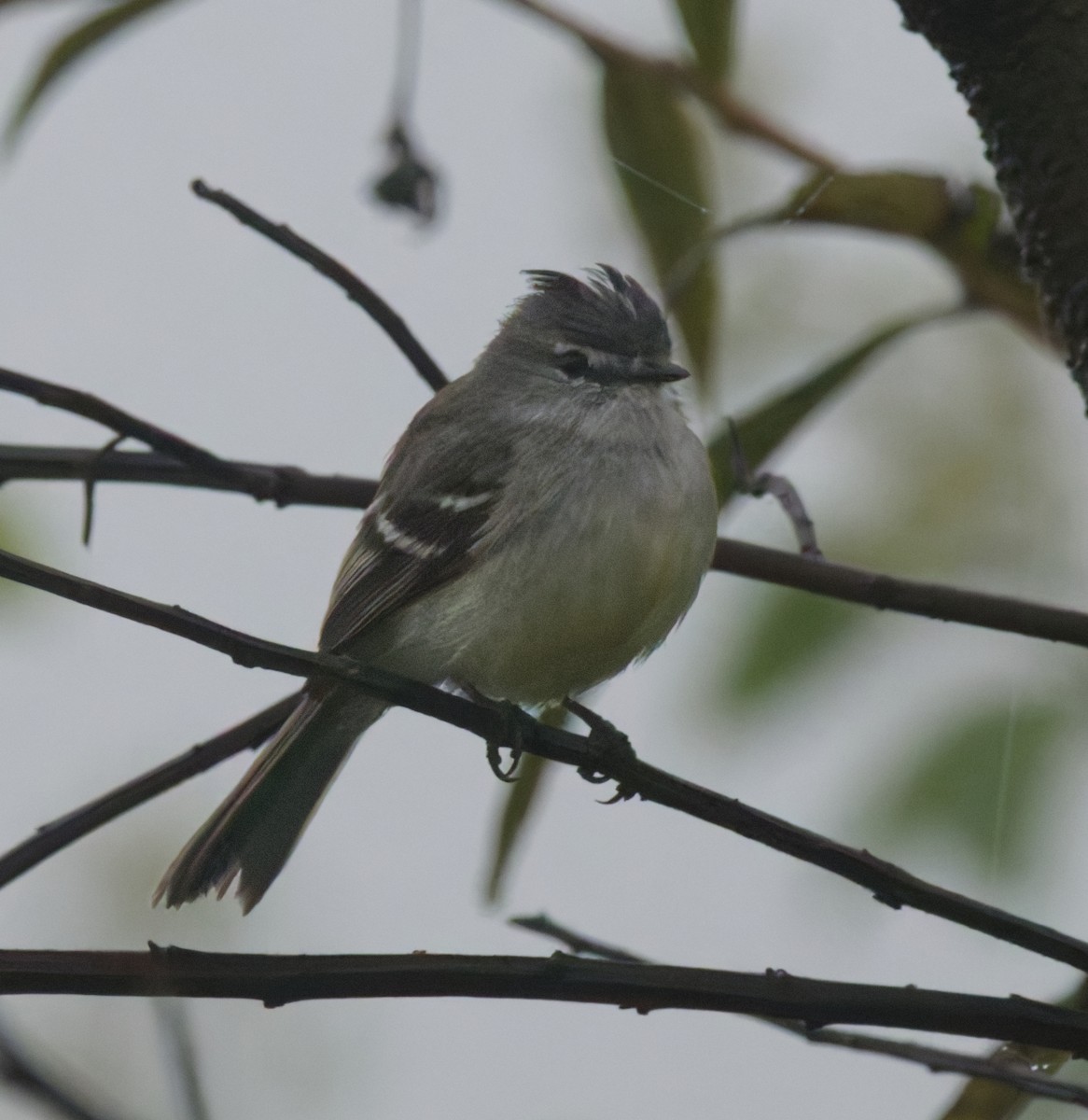 White-crested Tyrannulet - ML642951248