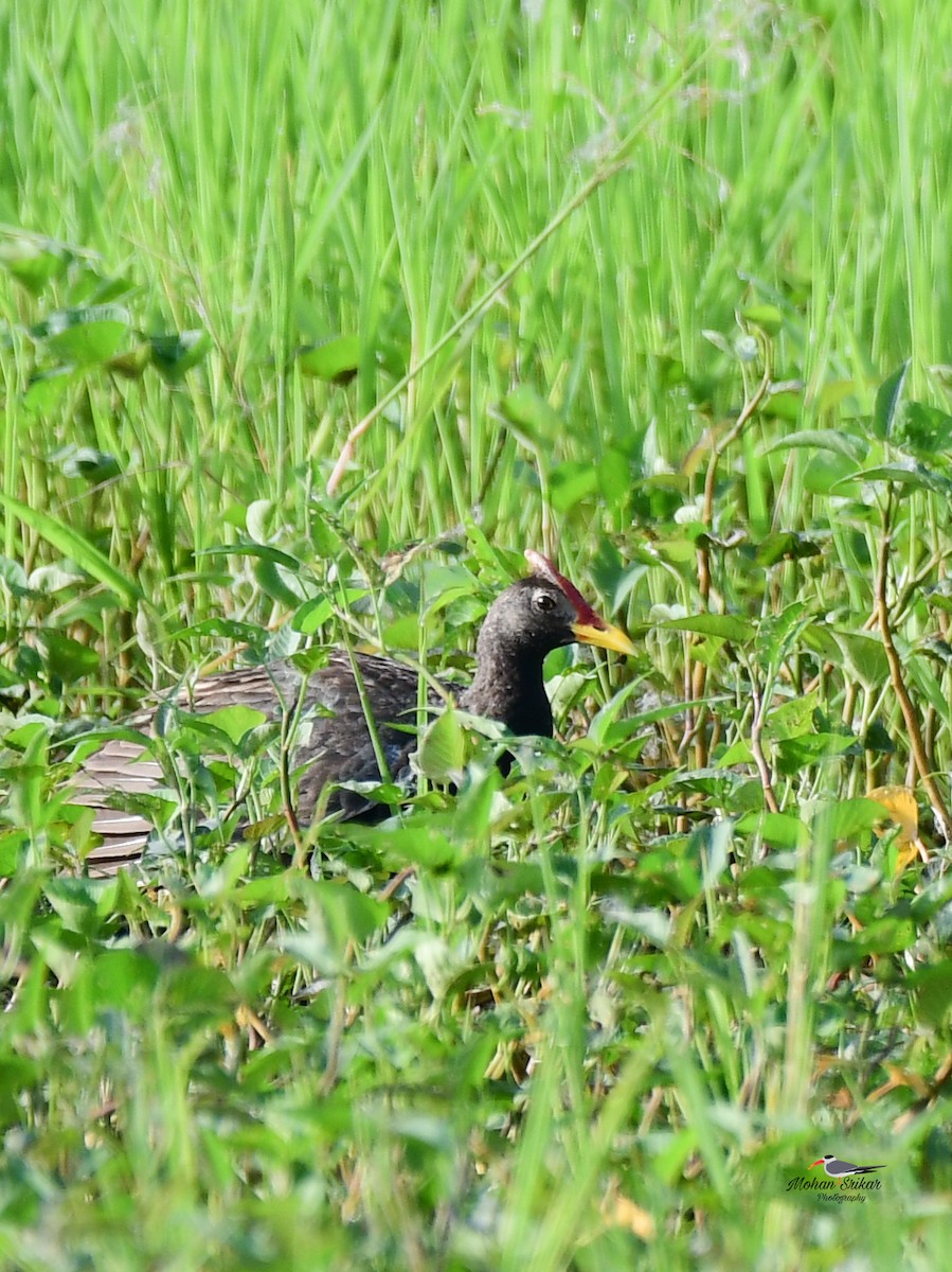 董雞 - ML642951250