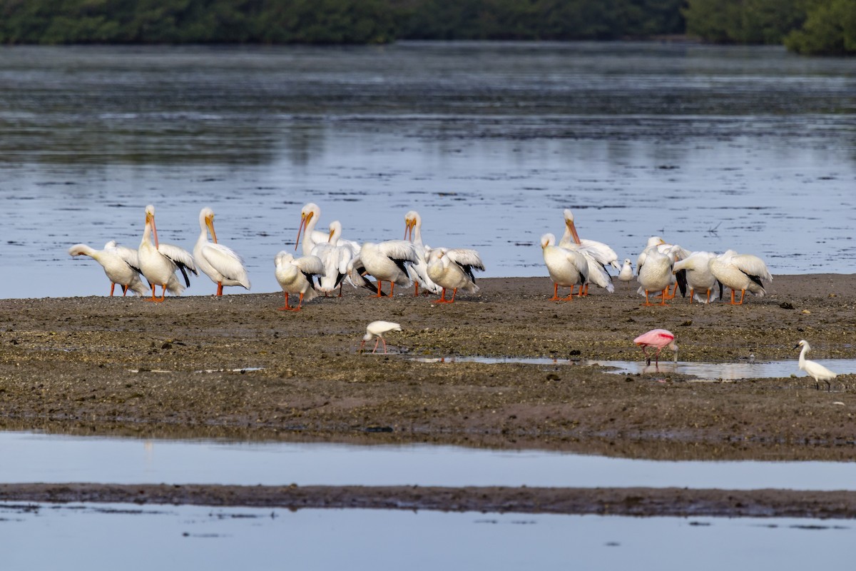 American White Pelican - ML642951251