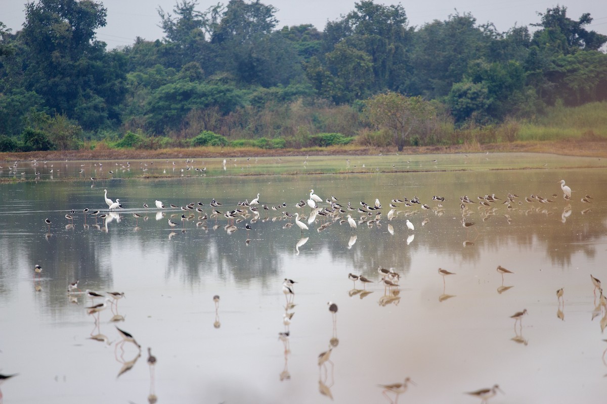 Black-winged Stilt - ML642951261