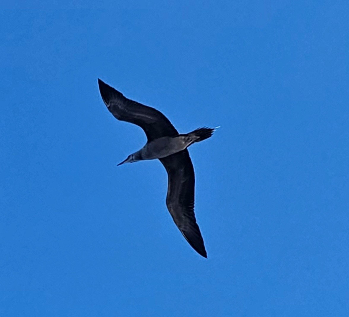紅腳鰹鳥 - ML642951263