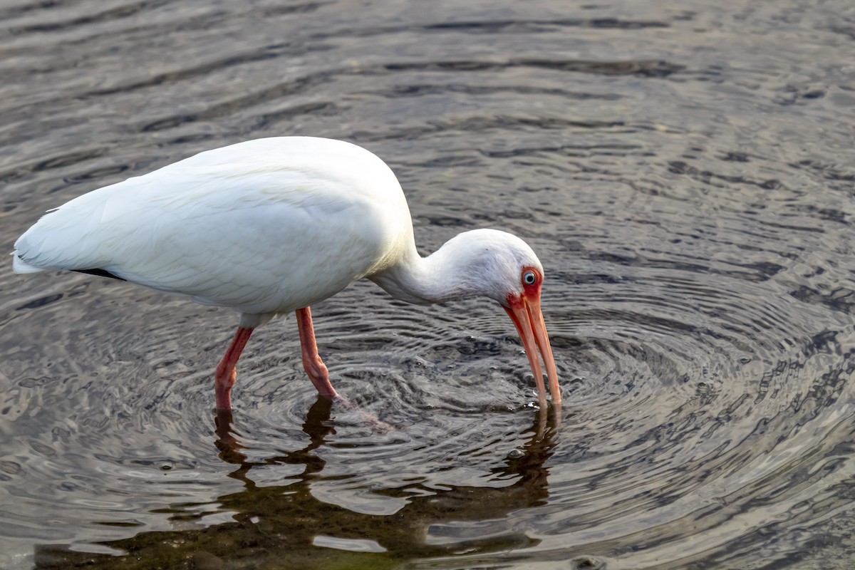 White Ibis - ML642951269