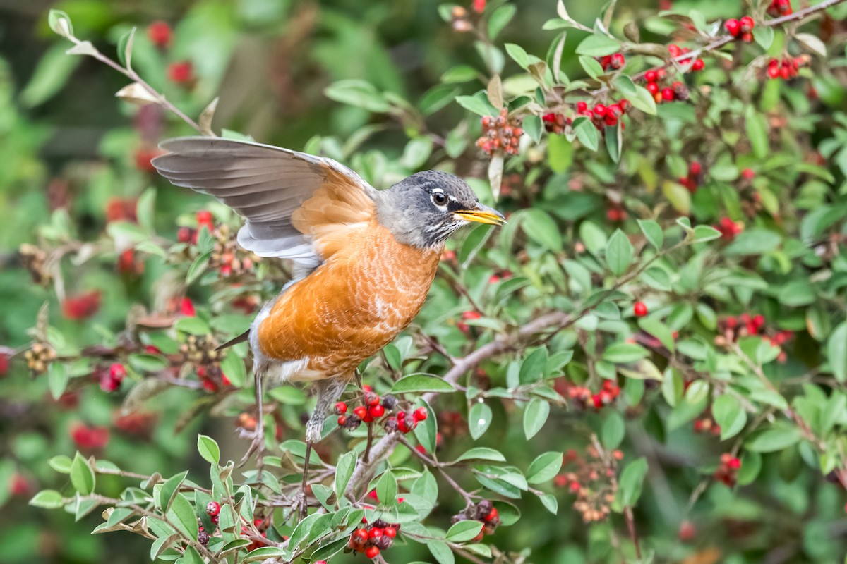 American Robin - ML642951275