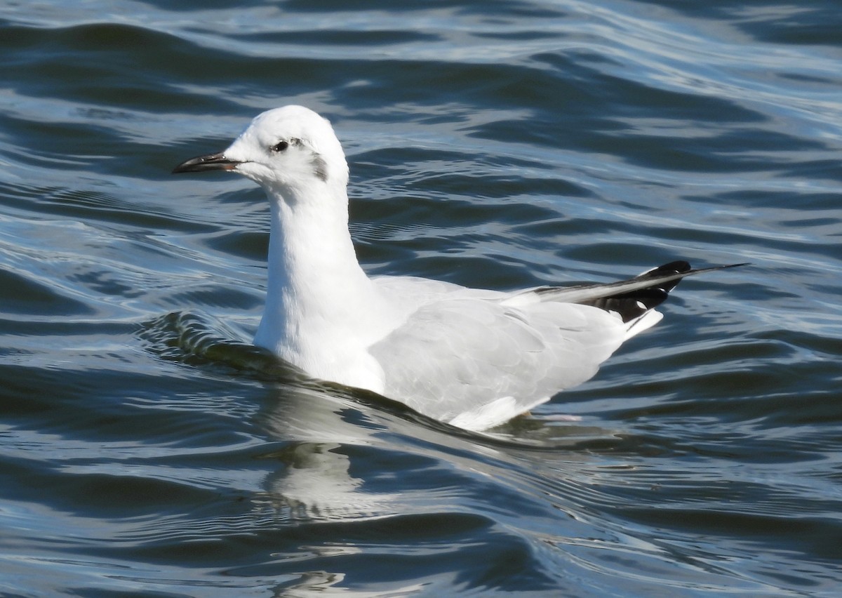 Bonaparte's Gull - ML642951282
