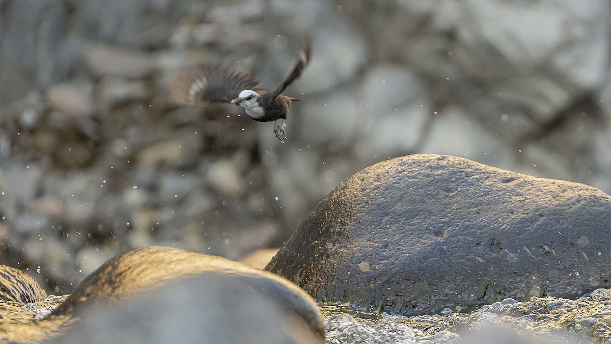 White-capped Dipper - ML642951286