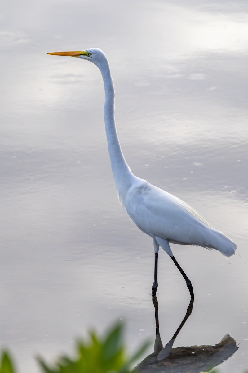 Great Egret - ML642951288