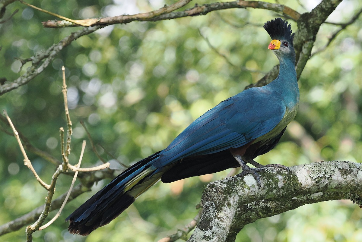 Great Blue Turaco - ML642951290