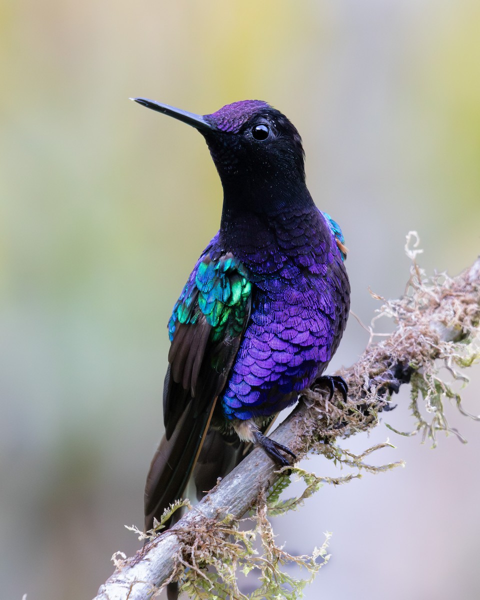 Гиацинтовый венценосец - ML642951291