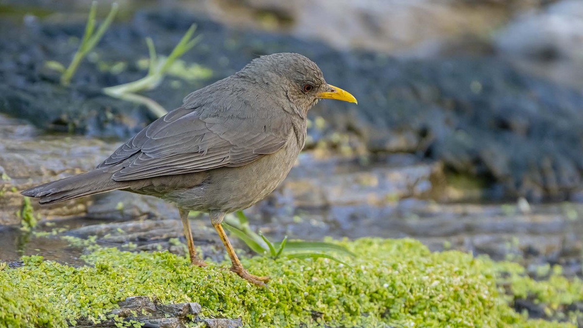 Chiguanco Thrush - ML642951292