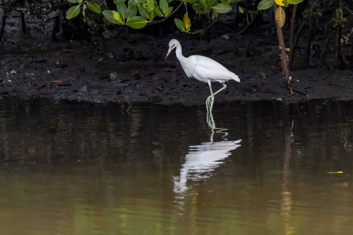 Little Blue Heron - ML642951294