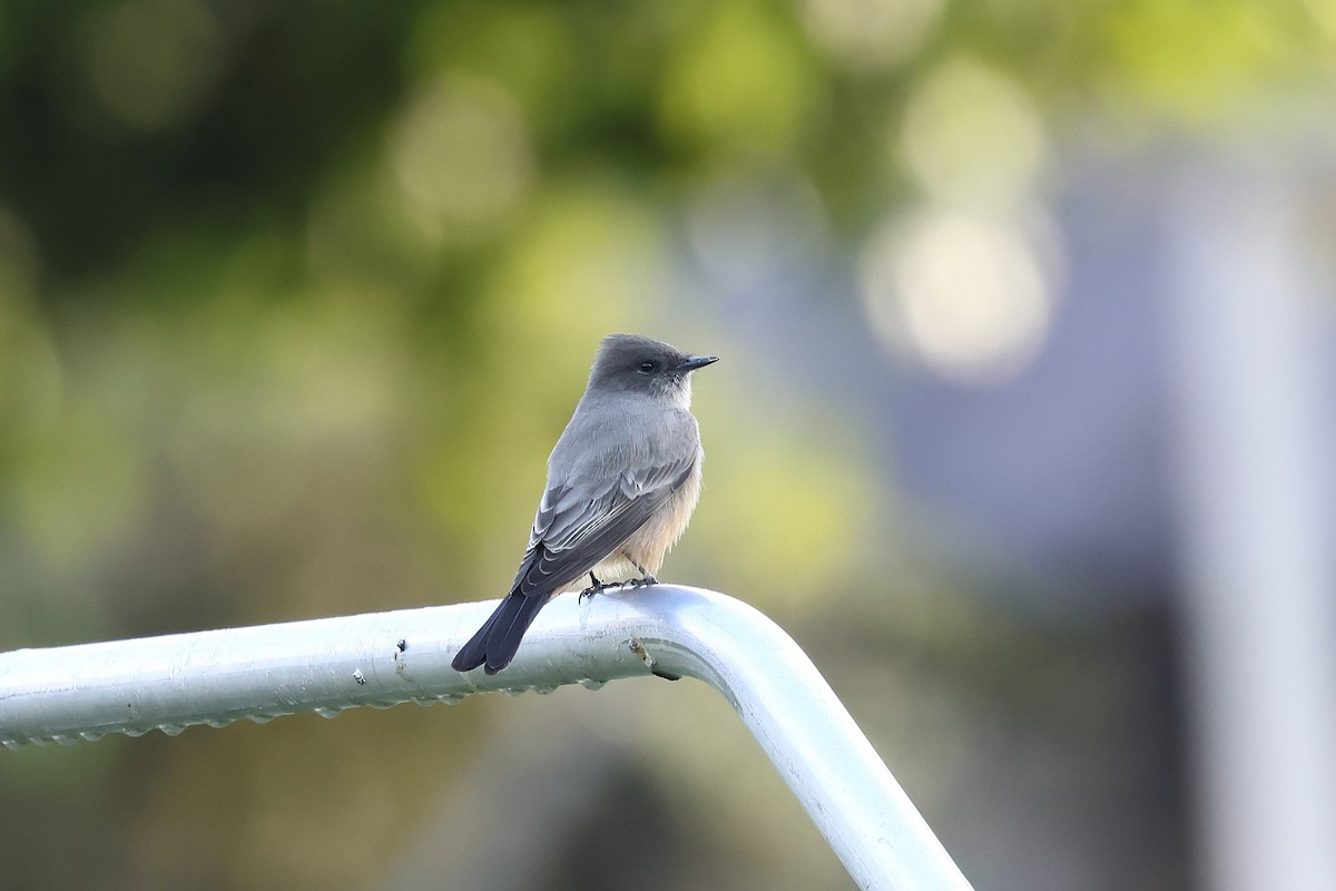 Say's Phoebe - ML642951296
