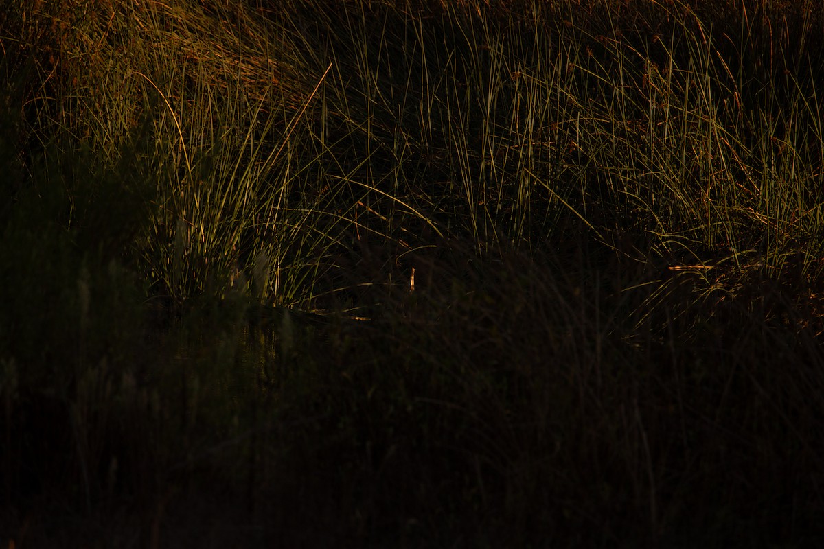 American Bittern - ML642951297