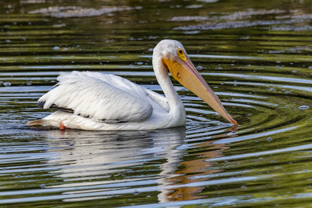 American White Pelican - ML642951299