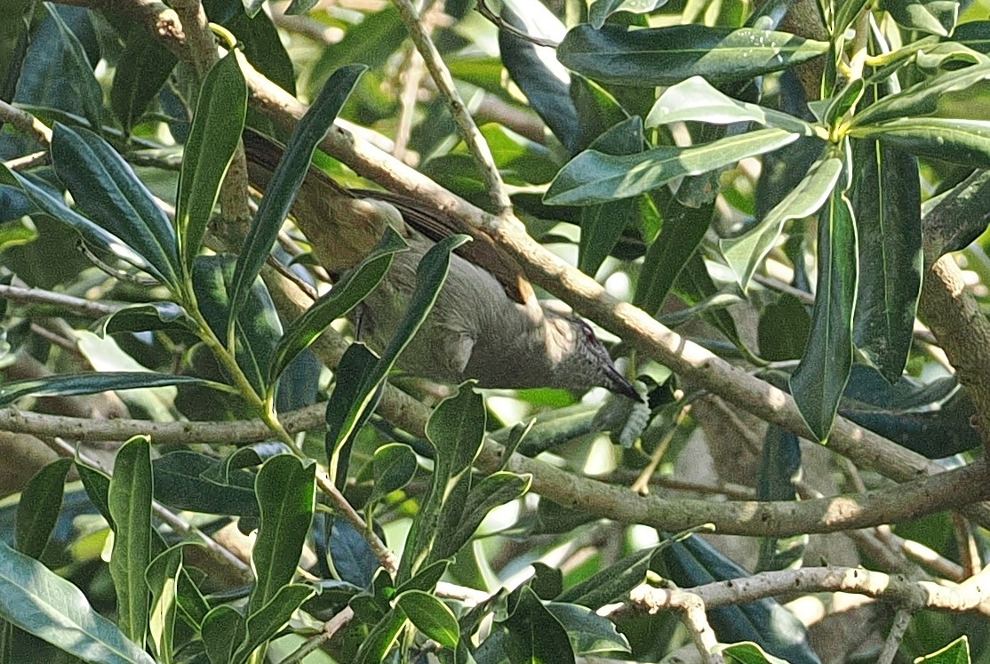 Slender-billed Greenbul - ML642951300