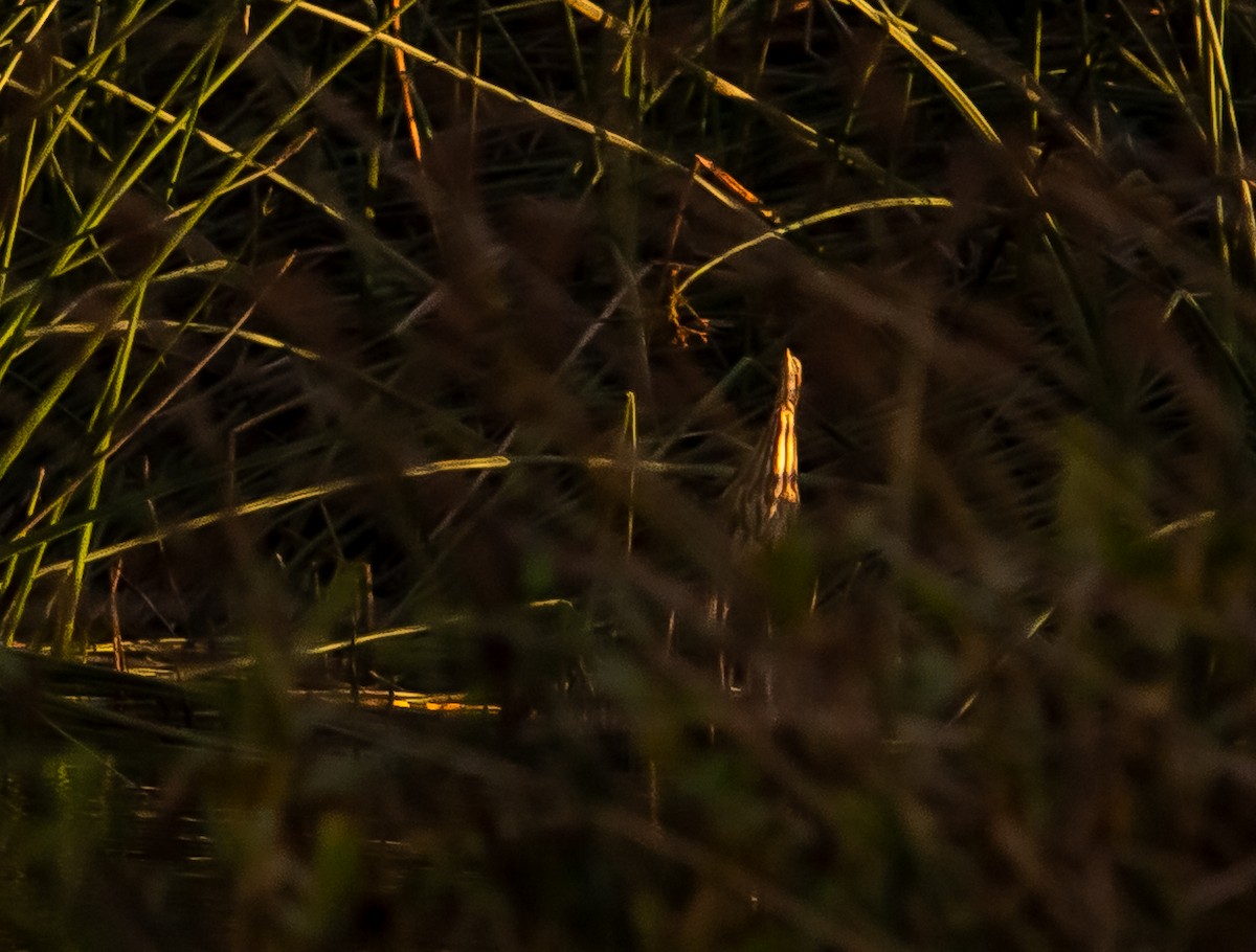 American Bittern - ML642951301